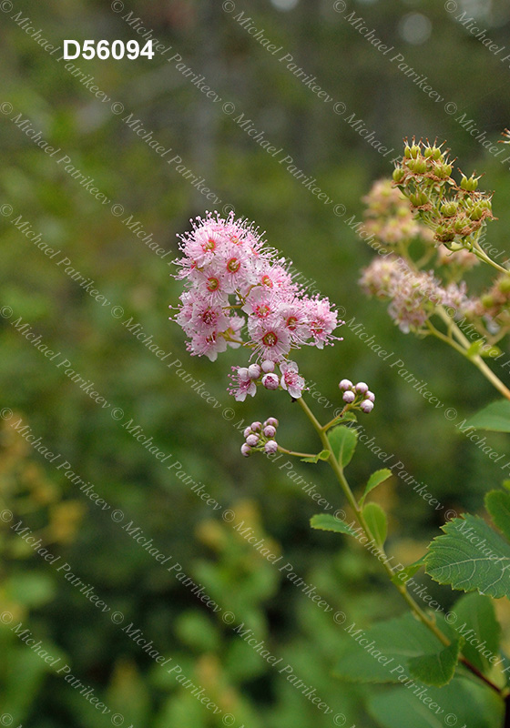 Spiraea alba